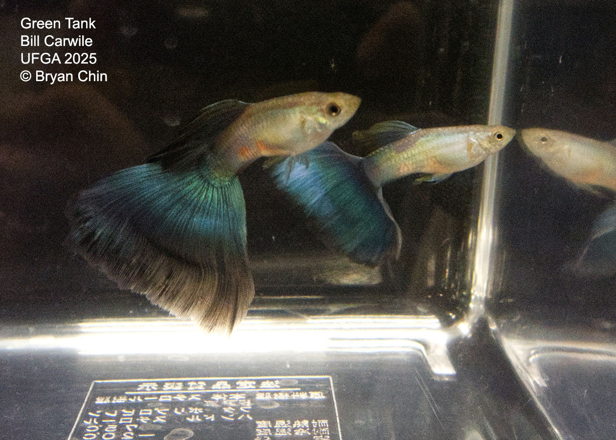 Guppy Green
